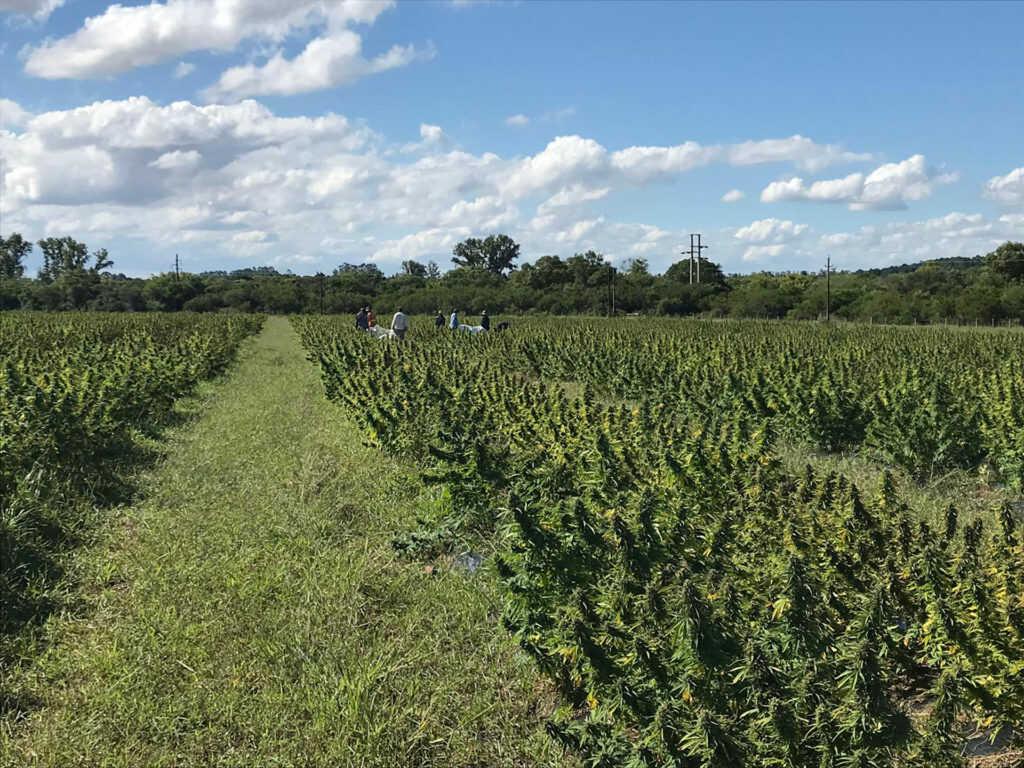plantación cannabis medicinal marihuana negocios plantación cannabis medicinal marihuana negocios